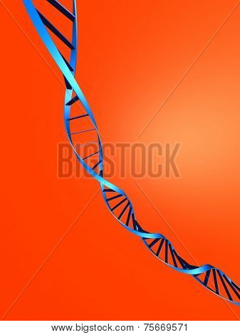 model of DNA