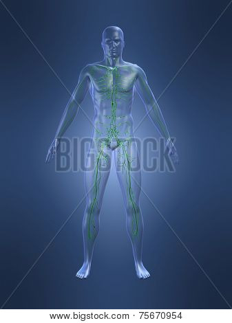 lymphatic system