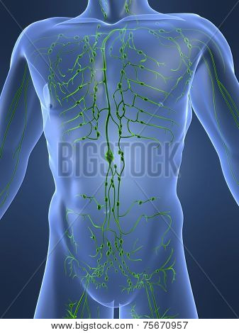 lymphatic system