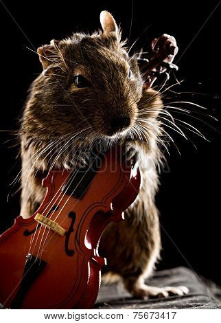 Degu Mouse Playing Cello