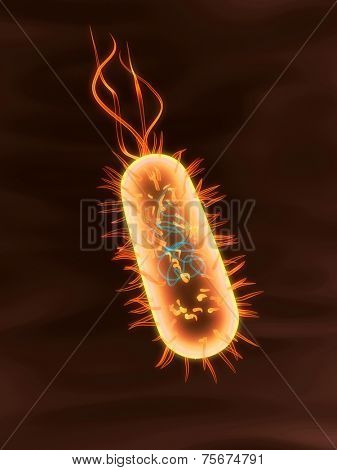 bacterium