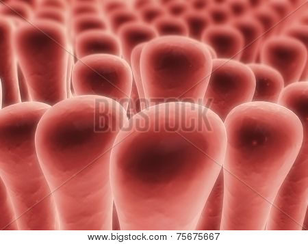 colon villi