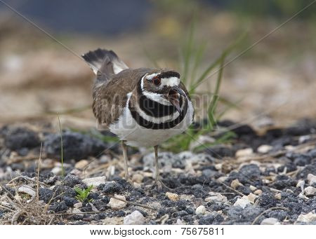 Killdeer Calling And Defending Its Nesting Territory