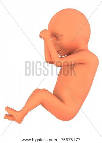 3d fetus