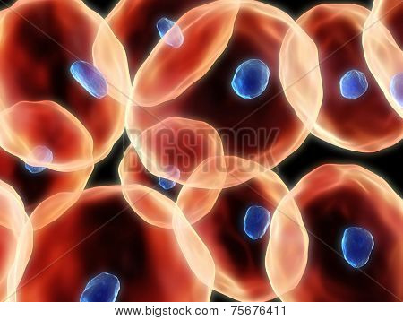 cells