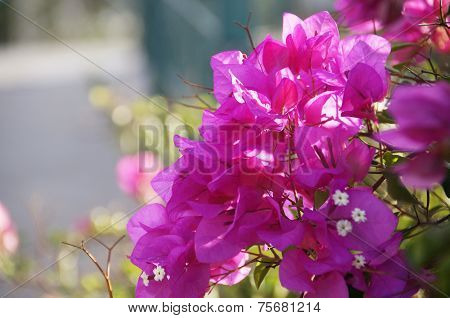 Bougainvillea