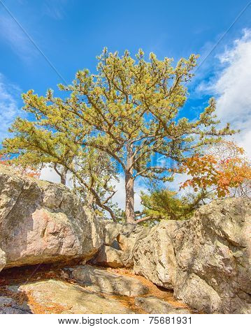 Sentinel Pine, Wolf Rock, Catoctin Mountain Park, MD