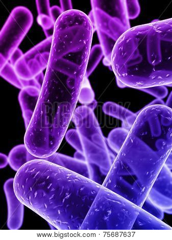bacteria