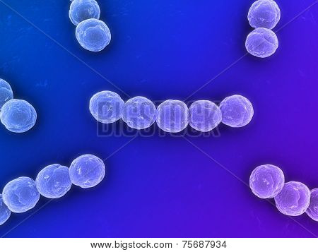 streptococcus