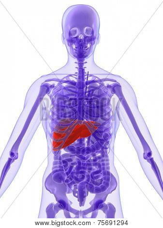 human anatomy with highlighted liver
