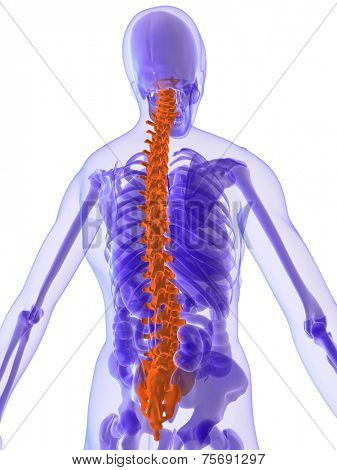 3d anatomy - spine