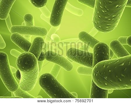 bacteria