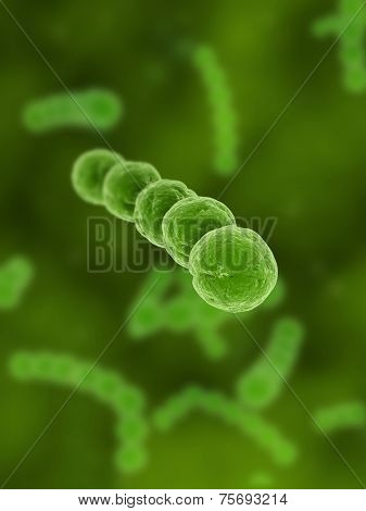 streptococcus