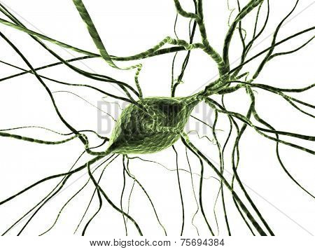 nerve cell