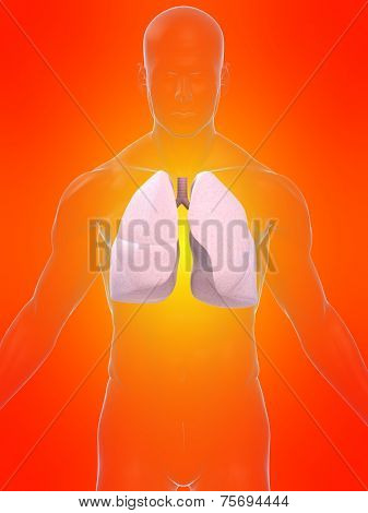 human lung