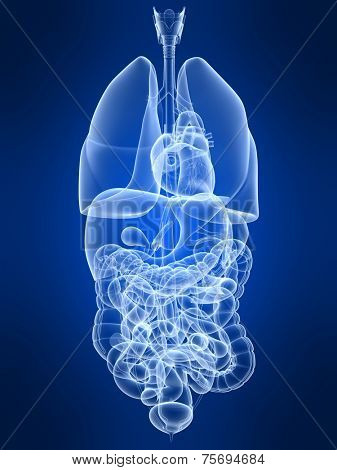 human organs