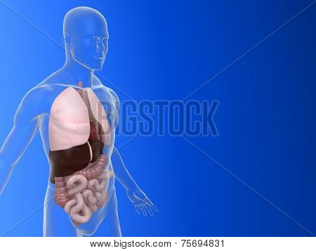human organs