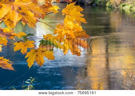 Golden Autumn Maple Leaf Branch