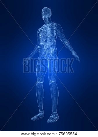 human anatomy