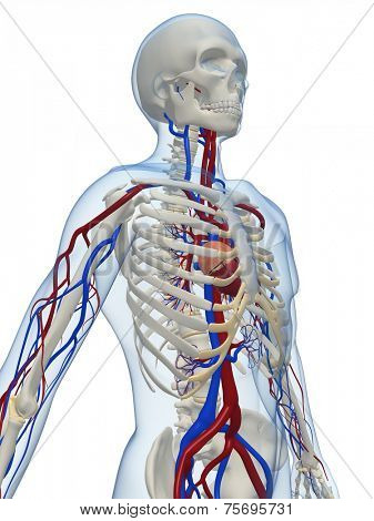 vascular system