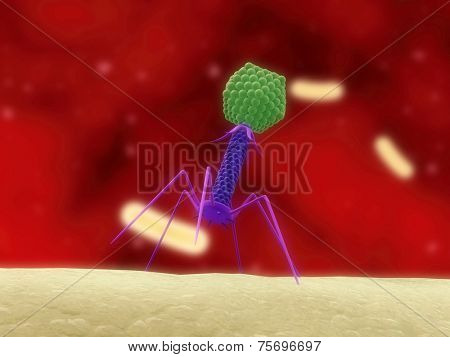 bacteriophage