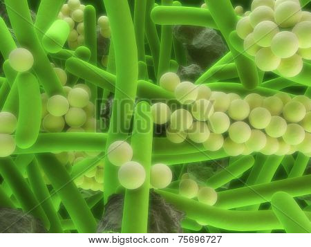 dental plaque