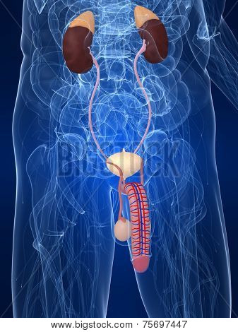 urinary system