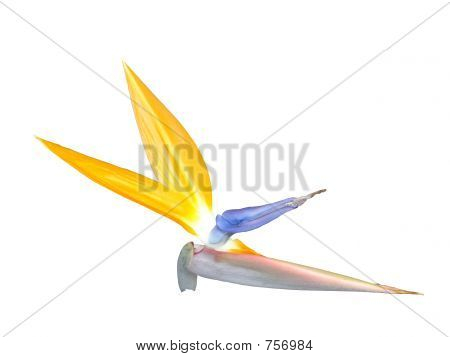 Uccello del paradiso