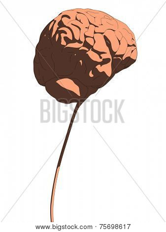 human brain
