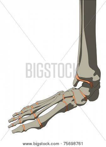 skeletal foot