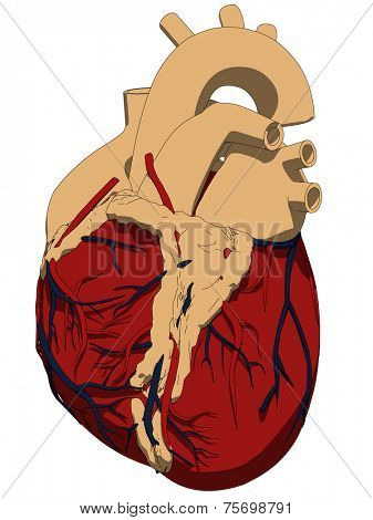human heart