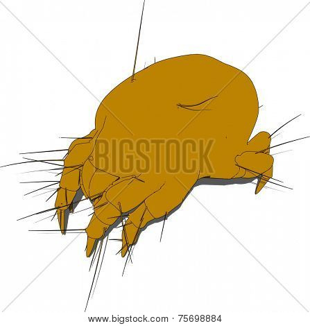 close up of a mite