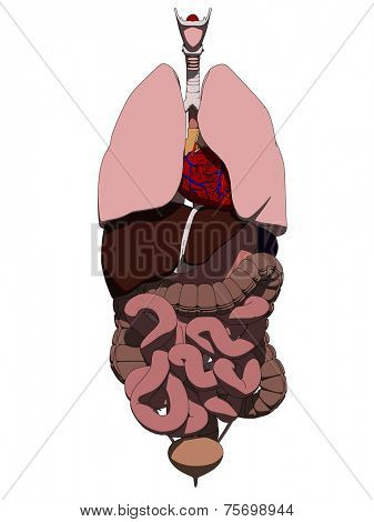 human organs
