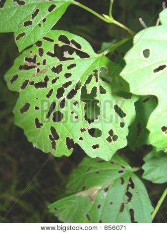 Leaf huller
