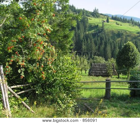 Bush eine Eberesche auf einer grünen Wiese