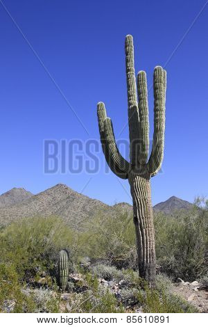Giant saguaro cactus