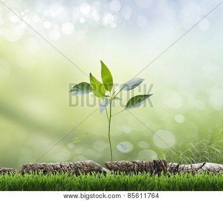 planed floor and grass on the background bokeh
