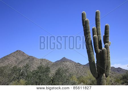 Giant Saguaro cactus and mountains