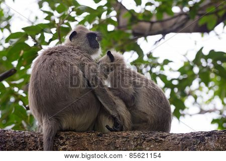 Pair Of Gray Langurs