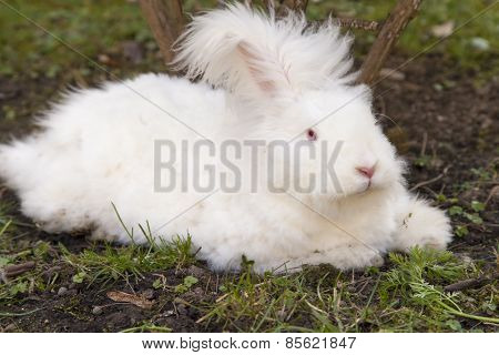 Fluffy angora rabbit eating herbs on grass