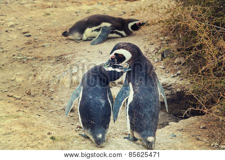 Magellanic Penguin (Spheniscus magellanicus) in Patagonia