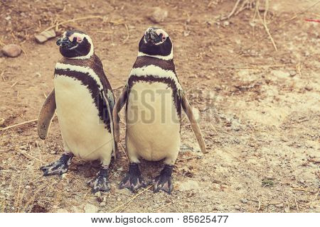 Magellanic Penguin (Spheniscus magellanicus) in Patagonia