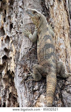 Black Iguana in a Tree