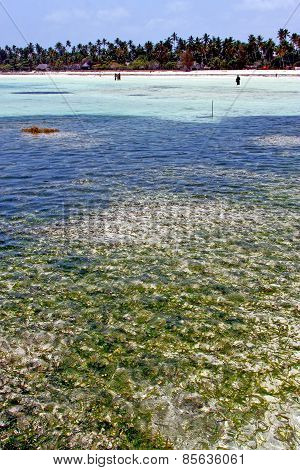 Seaweed Beach   In Zanzibar  People