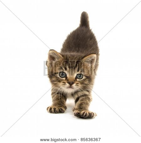 Cute Tabby Lottem