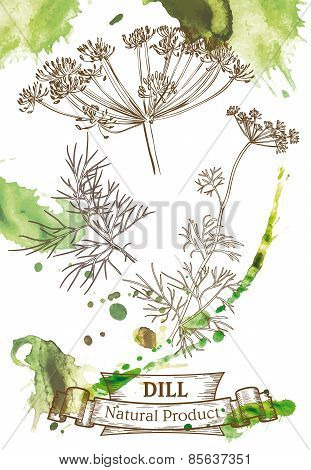 Dill leaves
