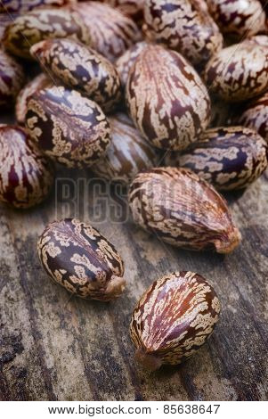 Castor Seeds (ricinus Communis)