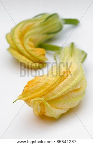 Squash Blossoms Or Pumpkin Flowers