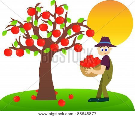 Apple harvest.