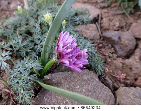 Fragile Onion - Allium scilloides